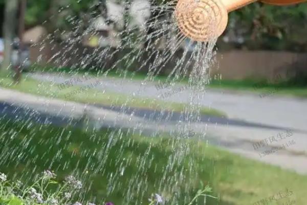 幸福树的养殖方法,最佳生长温度在18至21℃