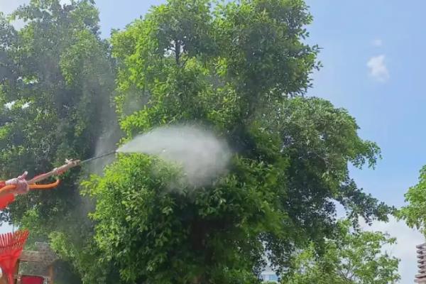 幸福树的养殖方法,最佳生长温度在18至21℃