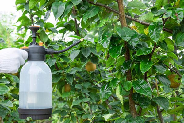 幸福树的养殖方法,最佳生长温度在18至21℃