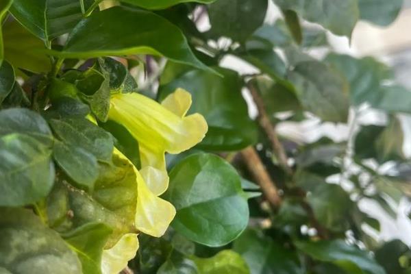 幸福树的养殖方法,最佳生长温度在18至21℃