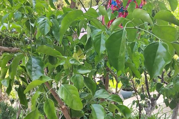 幸福树的养殖方法,最佳生长温度在18至21℃