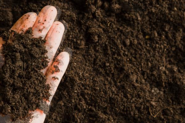 幸福树的养殖方法,最佳生长温度在18至21℃