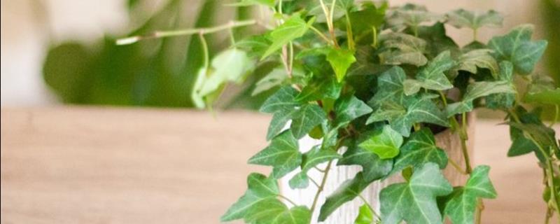 常春藤怎么养殖,春季每隔半个月追施一次肥料