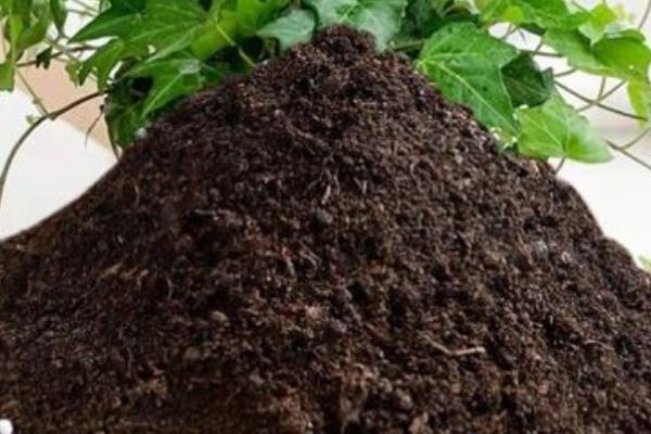 常春藤怎么养殖,春季每隔半个月追施一次肥料