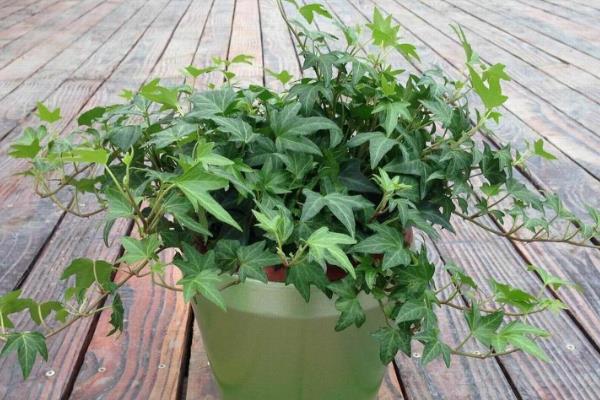 常春藤怎么养殖,春季每隔半个月追施一次肥料