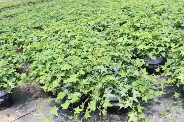 常春藤怎么养殖,春季每隔半个月追施一次肥料