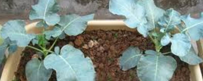 9月份适合种植什么蔬菜，适合种豇豆、西蓝花、西红柿等