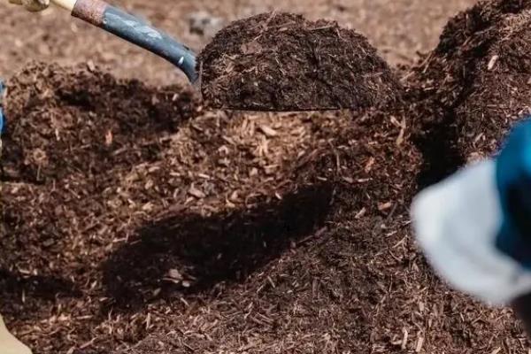 常春藤怎么养殖,春季每隔半个月追施一次肥料