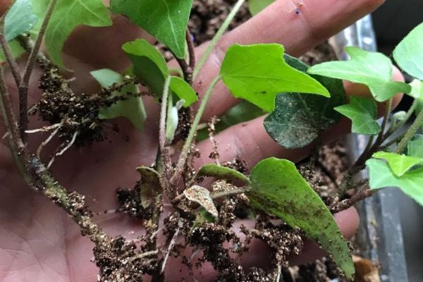 常春藤怎么养殖,春季每隔半个月追施一次肥料