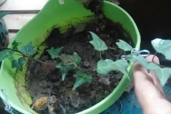 常春藤怎么养殖,春季每隔半个月追施一次肥料