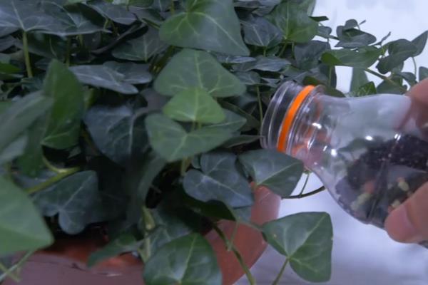 常春藤怎么养殖,春季每隔半个月追施一次肥料