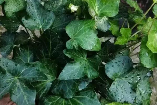 常春藤怎么养殖,春季每隔半个月追施一次肥料