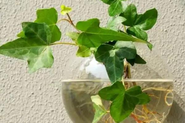 常春藤怎么养殖,春季每隔半个月追施一次肥料