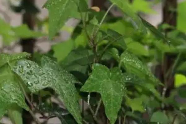 常春藤怎么养殖,春季每隔半个月追施一次肥料