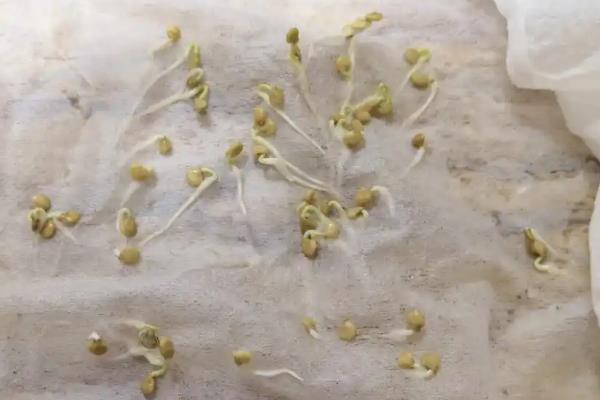 如何用育苗盘育苗，将基质装入盘中再播种