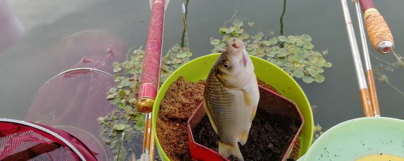 夏季钓鲫鱼用什么商品饵料，味型要以清淡为主