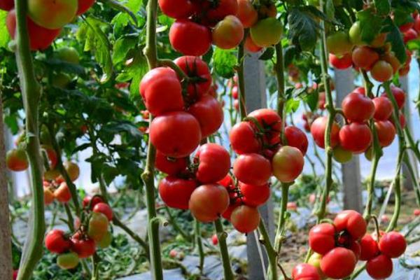 9月份适合种植什么蔬菜，适合种豇豆、西蓝花、西红柿等