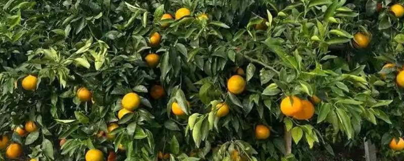 橘子树长虫了如何处理，严重的部位需要进行适当的修剪