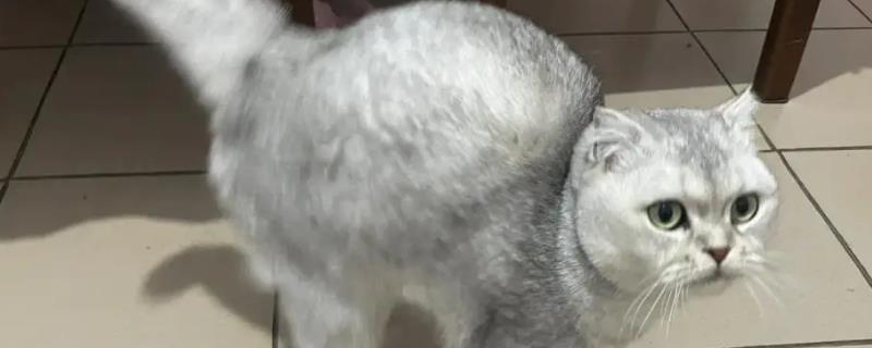 猫弓背是什么意思，可能是在伸懒腰或收到惊吓所致