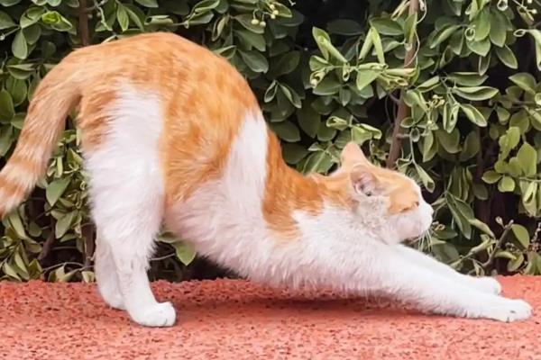 猫弓背是什么意思，可能是在伸懒腰或收到惊吓所致