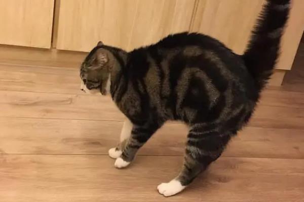 猫弓背是什么意思，可能是在伸懒腰或收到惊吓所致