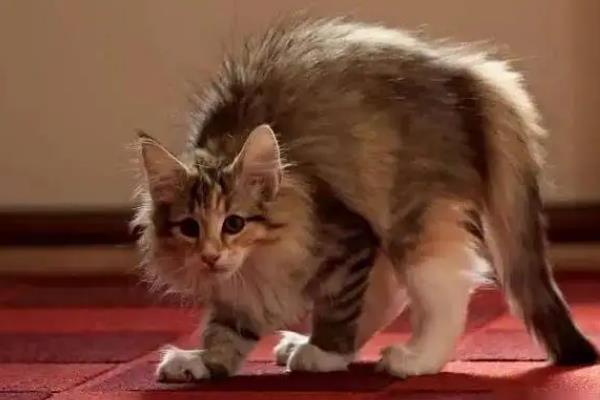 猫弓背是什么意思，可能是在伸懒腰或收到惊吓所致