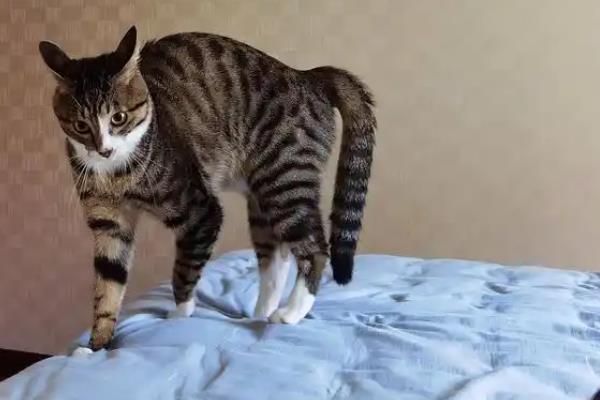 猫弓背是什么意思，可能是在伸懒腰或收到惊吓所致