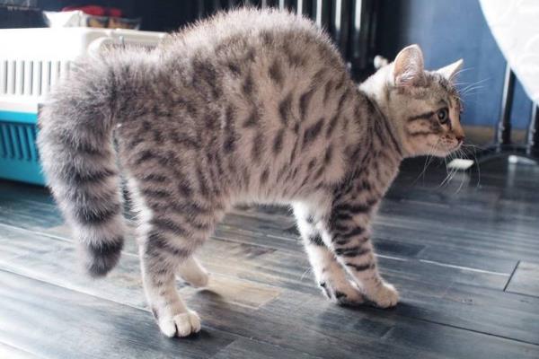 猫弓背是什么意思，可能是在伸懒腰或收到惊吓所致