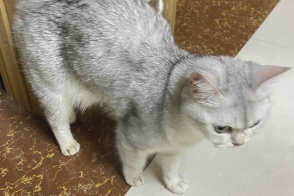 猫弓背是什么意思，可能是在伸懒腰或收到惊吓所致