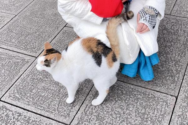 猫弓背是什么意思，可能是在伸懒腰或收到惊吓所致