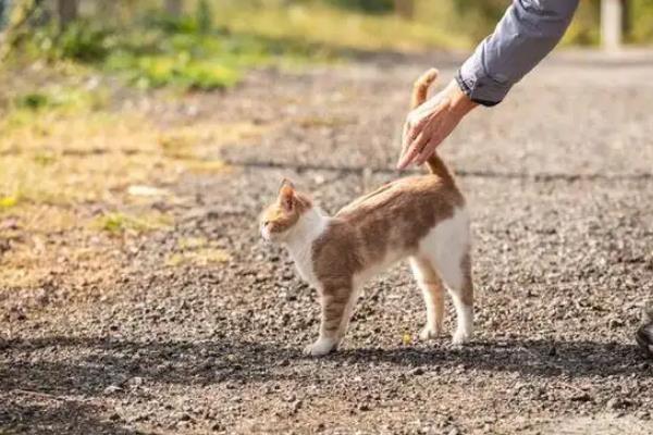 猫弓背是什么意思，可能是在伸懒腰或收到惊吓所致