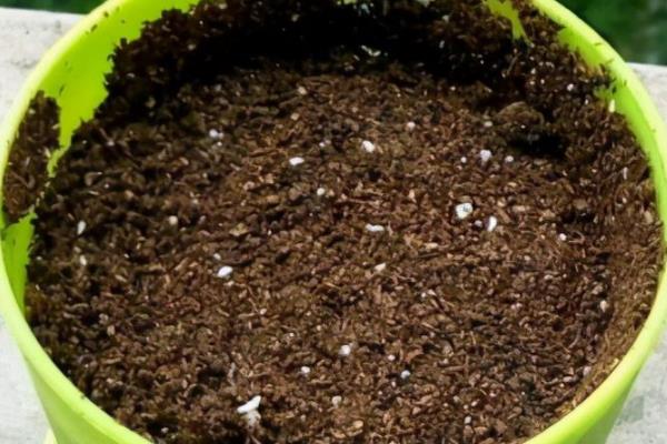 奔龙多肉有没有毒，属于无毒植物可放心养殖
