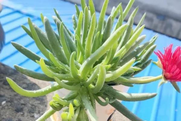 奔龙多肉有没有毒，属于无毒植物可放心养殖