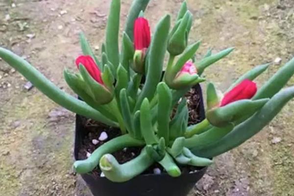 奔龙多肉有没有毒，属于无毒植物可放心养殖