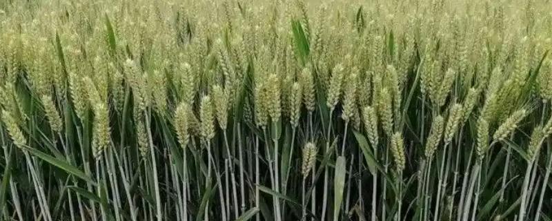 百农307小麦的特征特性，全生育期为216-231天左右