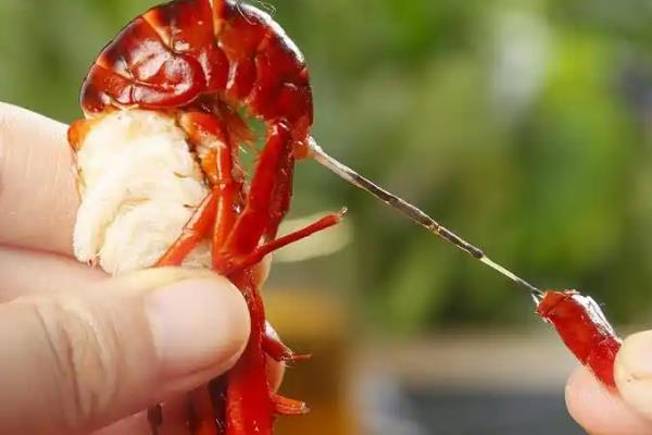 不能吃小龙虾的什么部位，虾线、虾头、虾鳃均不可食用