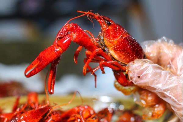 不能吃小龙虾的什么部位，虾线、虾头、虾鳃均不可食用