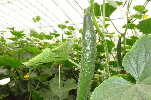大棚黄瓜的适温，最佳温度为24℃左右