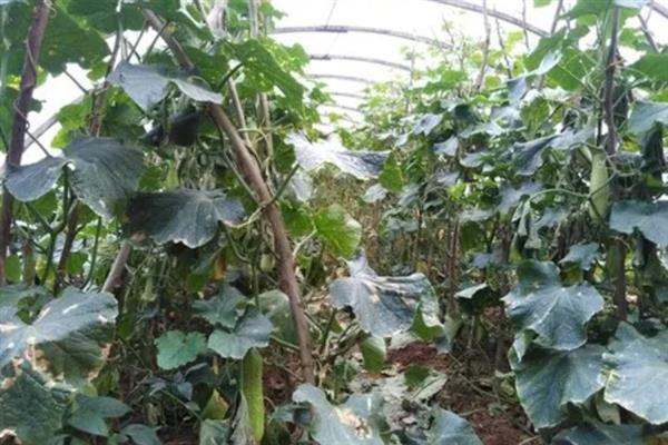 大棚黄瓜的适温，最佳温度为24℃左右