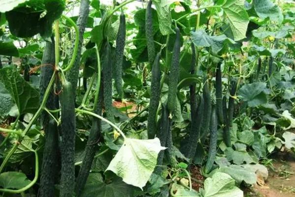 大棚黄瓜的适温，最佳温度为24℃左右