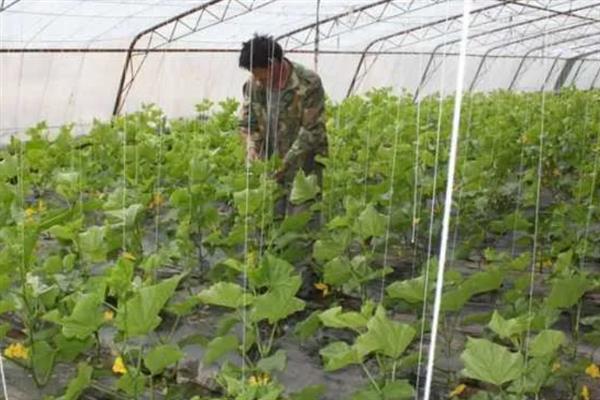大棚黄瓜的适温，最佳温度为24℃左右
