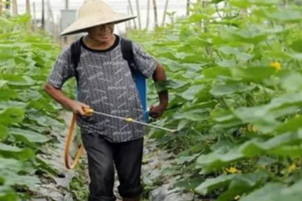 大棚黄瓜的适温，最佳温度为24℃左右