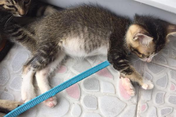 小猫的肚子为什么胀得像气球，主要原因有过度进食、便秘、患上猫传腹