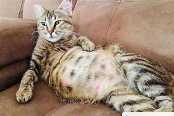 小猫的肚子为什么胀得像气球，主要原因有过度进食、便秘、患上猫传腹
