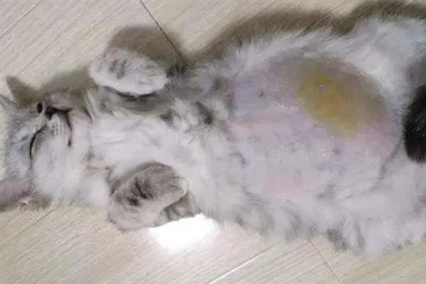 小猫的肚子为什么胀得像气球，主要原因有过度进食、便秘、患上猫传腹