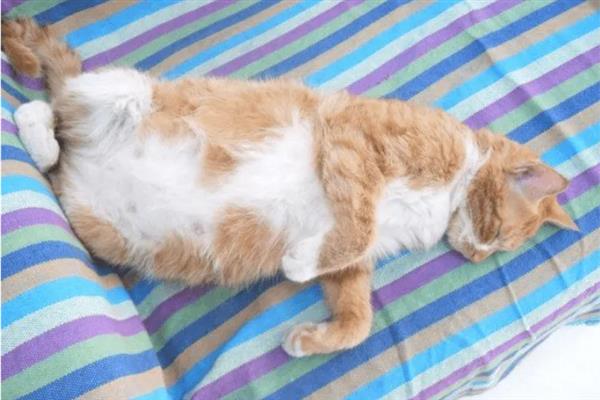 小猫的肚子为什么胀得像气球，主要原因有过度进食、便秘、患上猫传腹