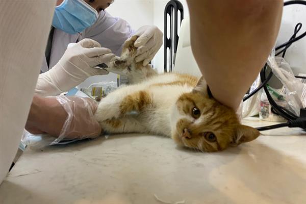 小猫的肚子为什么胀得像气球，主要原因有过度进食、便秘、患上猫传腹
