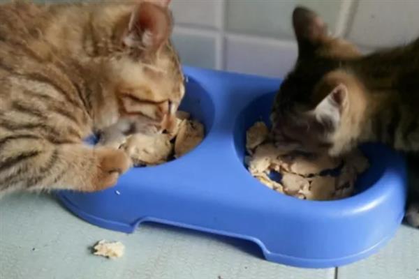 小猫的肚子为什么胀得像气球，主要原因有过度进食、便秘、患上猫传腹