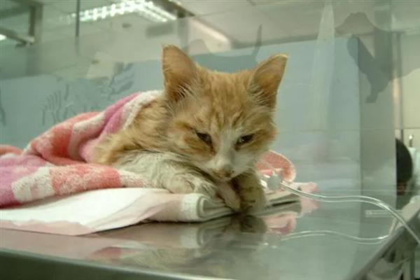 小猫的肚子为什么胀得像气球，主要原因有过度进食、便秘、患上猫传腹