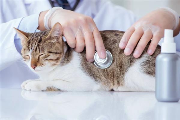小猫的肚子为什么胀得像气球，主要原因有过度进食、便秘、患上猫传腹